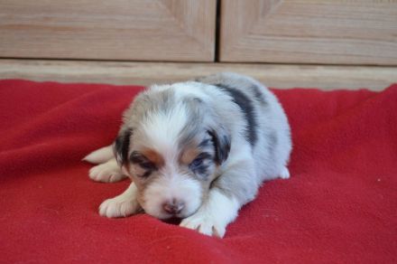 Australian Shepherd Welpen