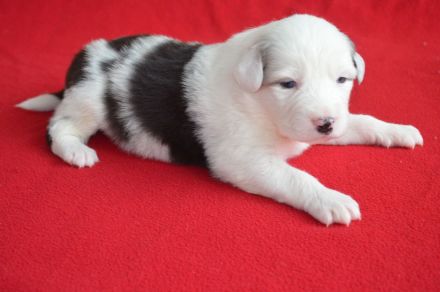 Australian Shepherd Welpen