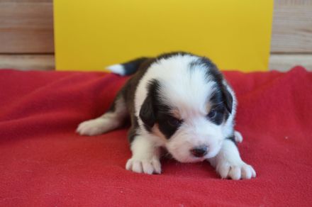 Australian Shepherd Welpen