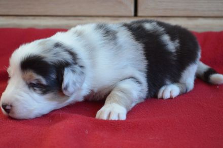 Australian Shepherd Welpen