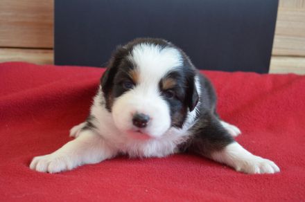 Australian Shepherd Welpen
