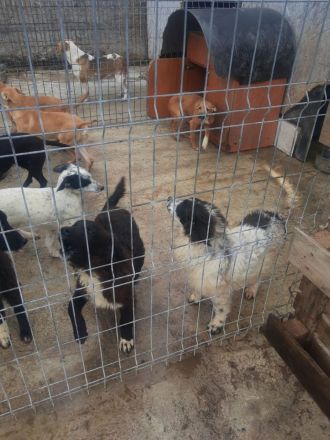 liebe 5 monatige Welpen im rumänischen Tierheim, suchen Adoptanten oder ein Heim, damit sie nicht im