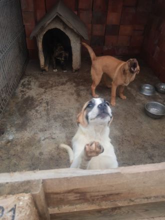 liebe 5 monatige Welpen im rumänischen Tierheim, suchen Adoptanten oder ein Heim, damit sie nicht im