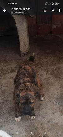 liebe 5 monatige Welpen im rumänischen Tierheim, suchen Adoptanten oder ein Heim, damit sie nicht im