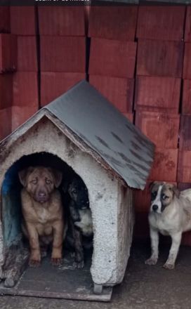 liebe 5 monatige Welpen im rumänischen Tierheim, suchen Adoptanten oder ein Heim, damit sie nicht im
