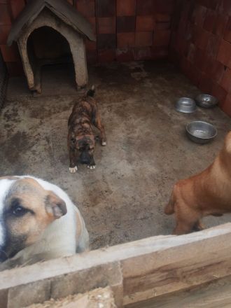 liebe 5 monatige Welpen im rumänischen Tierheim, suchen Adoptanten oder ein Heim, damit sie nicht im