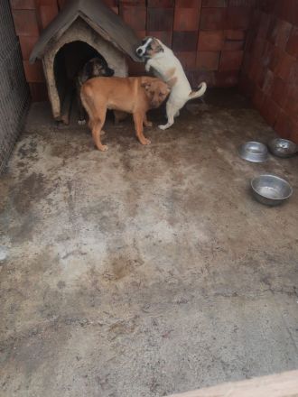 liebe 5 monatige Welpen im rumänischen Tierheim, suchen Adoptanten oder ein Heim, damit sie nicht im