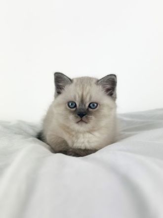 Bkh kitten