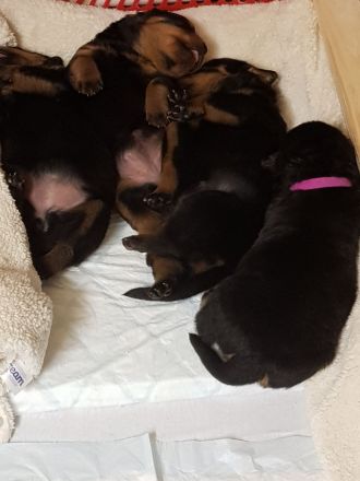 Rottweilerwelpen vom Silberdamm