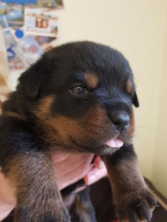Rottweilerwelpen vom Silberdamm