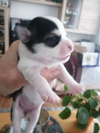 ALLE meine Lieblinge haben ihren Traumplatz gefunden! !