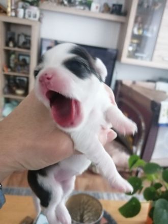 ALLE meine Lieblinge haben ihren Traumplatz gefunden! !