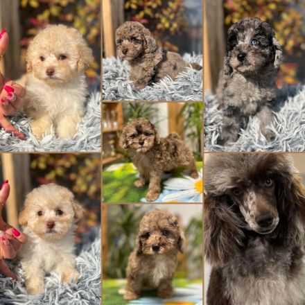 Merle Toy und Zwergpudel Welpen