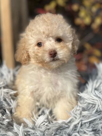 Merle Toy und Zwergpudel Welpen