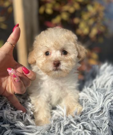 Merle Toy und Zwergpudel Welpen