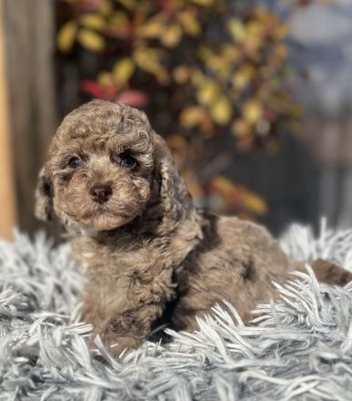 Merle Toy und Zwergpudel Welpen