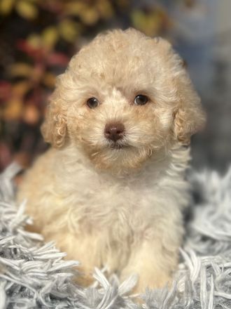 Merle Toy und Zwergpudel Welpen