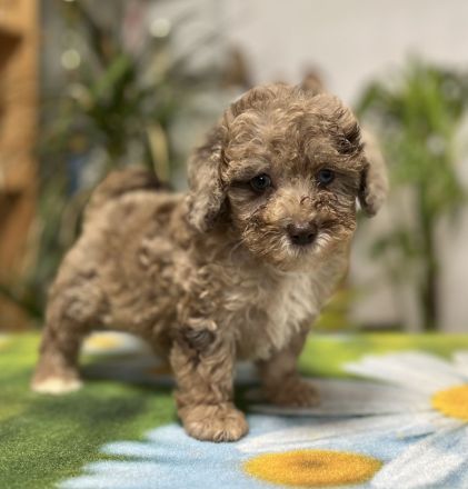 Merle Toy und Zwergpudel Welpen