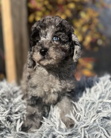 Merle Toy und Zwergpudel Welpen