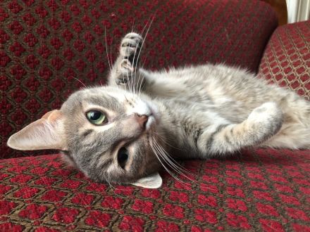 2 Katzenschwestern suchen Zuhause mit Garten