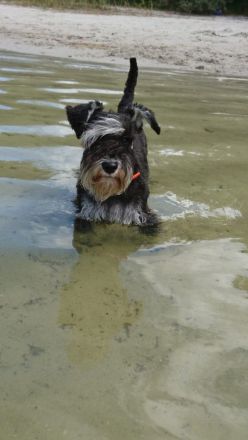 Wurfankündigung Zwergschnauzer schwarz-silber im Mai