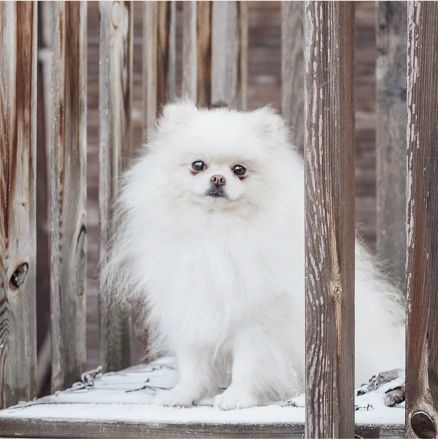 Poo Zwergspitz Pomeranian
