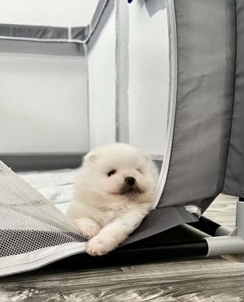 Poo Zwergspitz Pomeranian