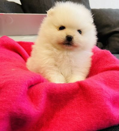 Poo Zwergspitz Pomeranian