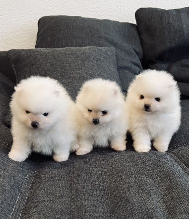 Poo Zwergspitz Pomeranian