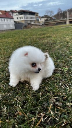 Poo Zwergspitz Pomeranian