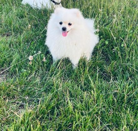 Poo Zwergspitz Pomeranian