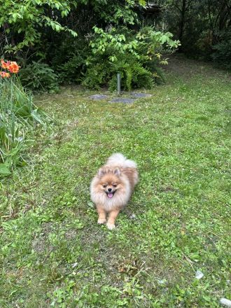 Pomeranian Zwergspitz