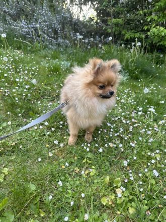 Pomeranian Zwergspitz