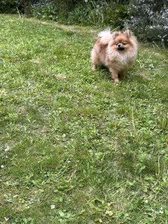 Pomeranian Zwergspitz