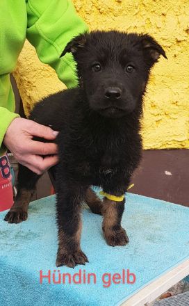 Deutsche Schäferhund Welpen 100%DDR Blut