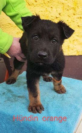 Deutsche Schäferhund Welpen 100%DDR Blut