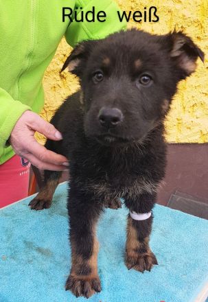 Deutsche Schäferhund Welpen 100%DDR Blut