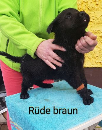 Deutsche Schäferhund Welpen 100%DDR Blut