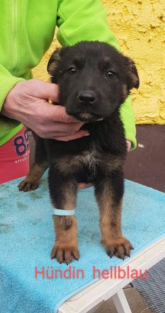 Deutsche Schäferhund Welpen 100%DDR Blut