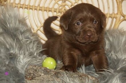 Labrador Welpen braun "Showtyp" Zucht seit 1998