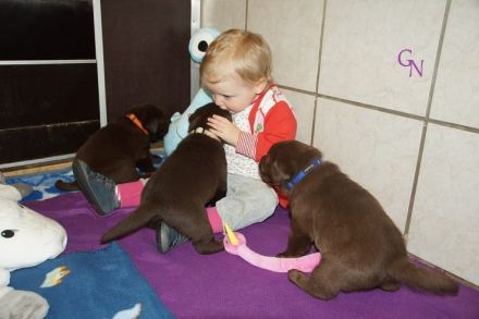Labrador Welpen braun "Showtyp" Zucht seit 1998