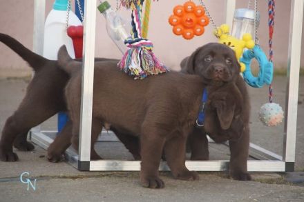 Labrador Welpen braun "Showtyp" Zucht seit 1998