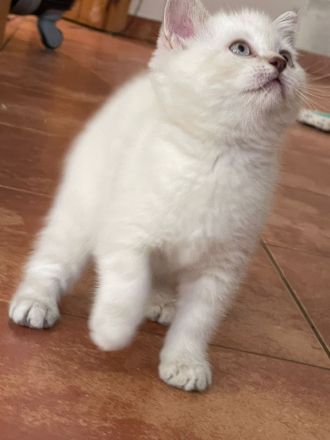 BKH kurzhaar reinrassig