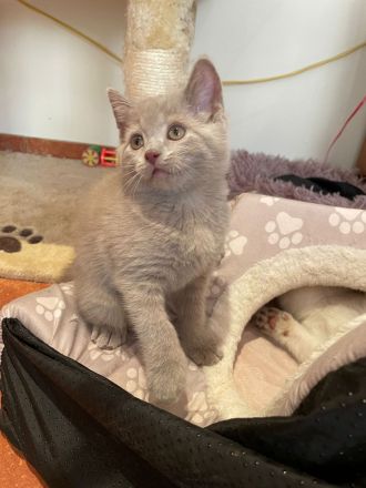 BKH kurzhaar reinrassig