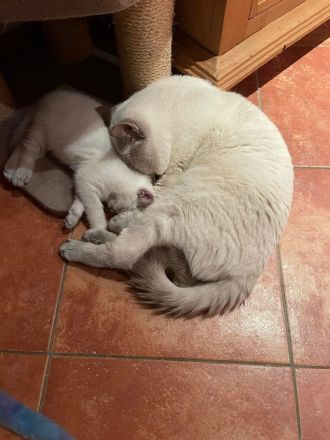 BKH kurzhaar reinrassig