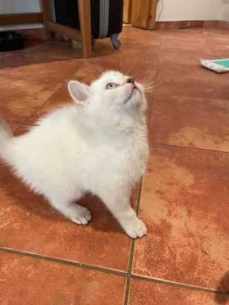 BKH kurzhaar reinrassig