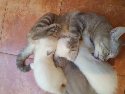 BKH kurzhaar reinrassig