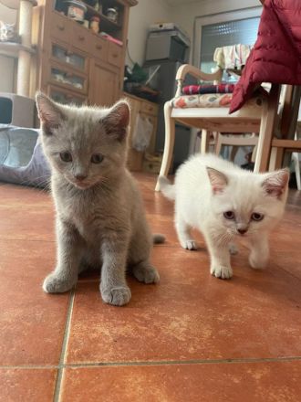 BKH kurzhaar reinrassig