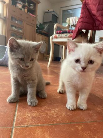 BKH kurzhaar reinrassig