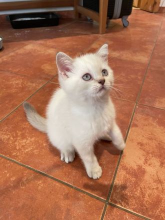 BKH kurzhaar reinrassig